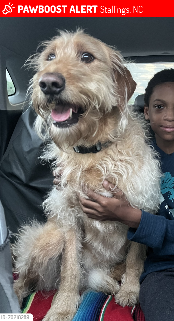 Lost Male Dog last seen Union Dry Cleaners , Stallings, NC 28104
