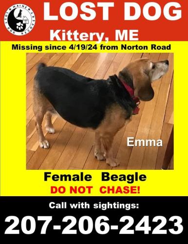 Lost Female Dog last seen Near Norton road kittery Maine 03904, Kittery, ME 03904