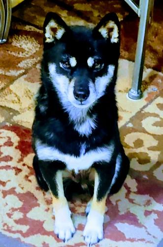 Lost Female Dog last seen 136th Washington , Thornton, CO 80241