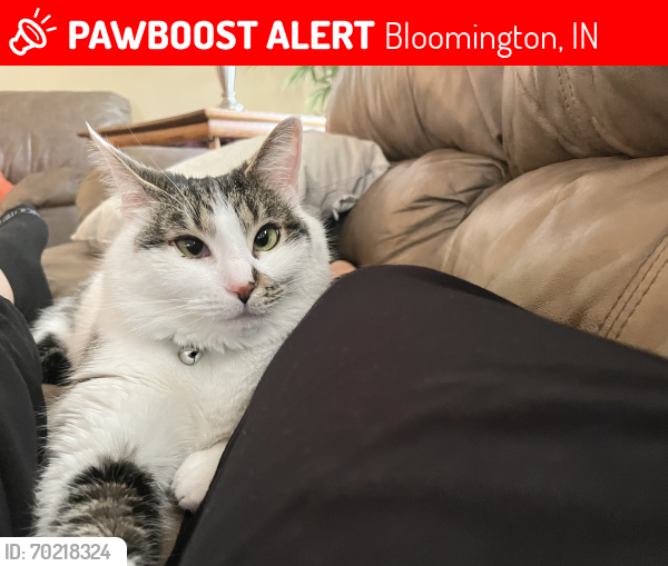 Lost Female Cat last seen Summit Elementary School, Bloomington, IN 47401