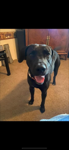 Lost Male Dog last seen CR 840, Rusk County, TX 75654