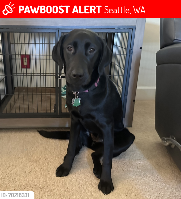 Lost Female Dog last seen Near WS Golf Course/ Pecos/ Luna Park Cafe, Seattle, WA 98126