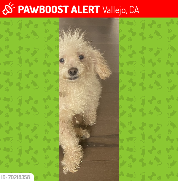 Lost Male Dog last seen Drytown ct, Vallejo, CA 94589