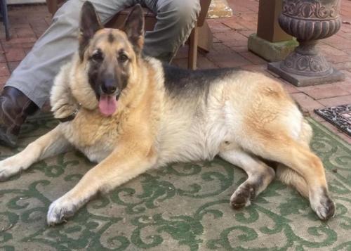 Lost Male Dog last seen Merritt Road , Fort Mill, SC 29715