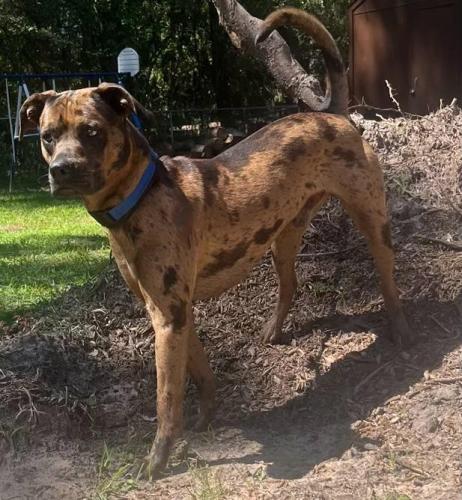 Lost Male Dog last seen Nichols Sawmill Rd, Montgomery County, TX 77447