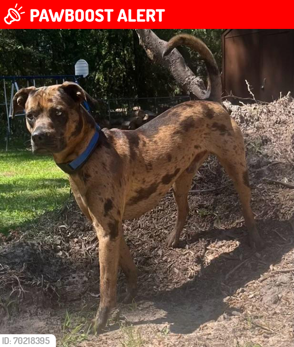 Lost Male Dog last seen Nichols Sawmill Rd, Montgomery County, TX 77447