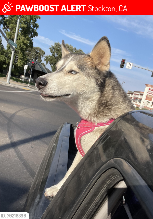 Lost Female Dog last seen Pacific Ave , Stockton, CA 95207