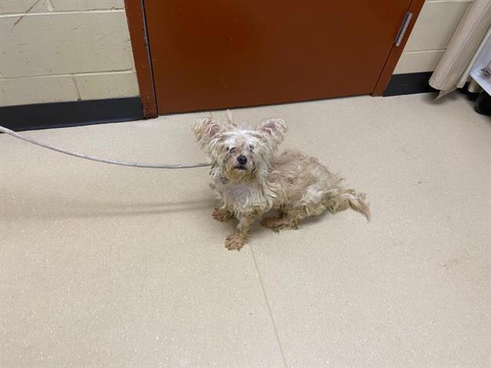 Shelter Stray Female Dog last seen 107TH/ W FOND DU LAC AVE, West Milwaukee, WI 53215