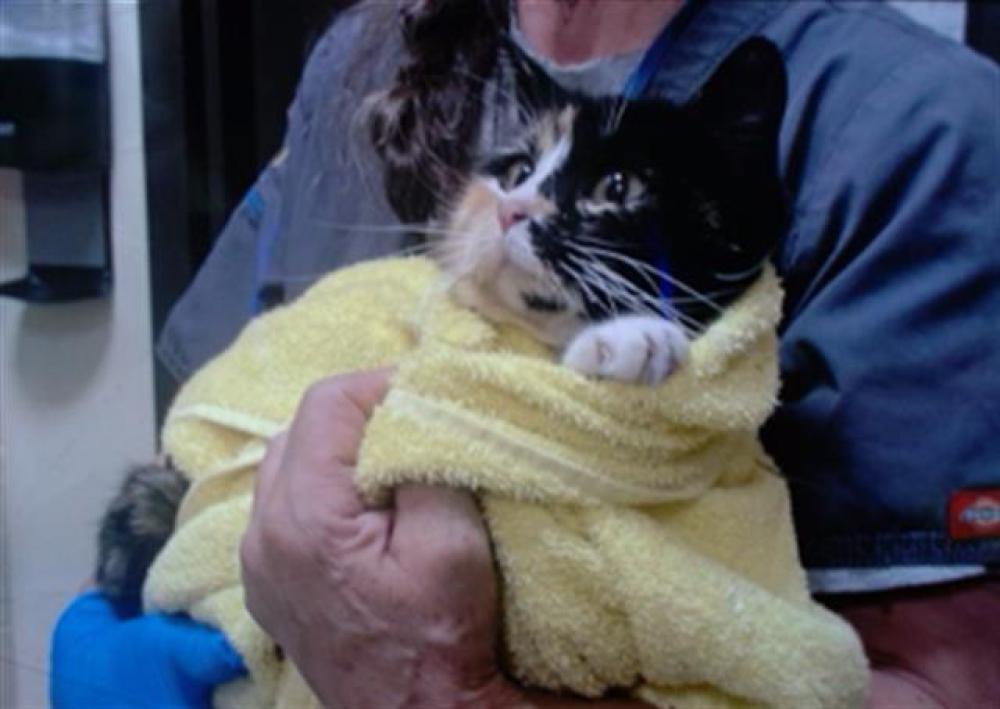 Shelter Stray Female Cat last seen Near BLOCK N SABLE ST, DENVER CO 80239, Denver, CO 80223