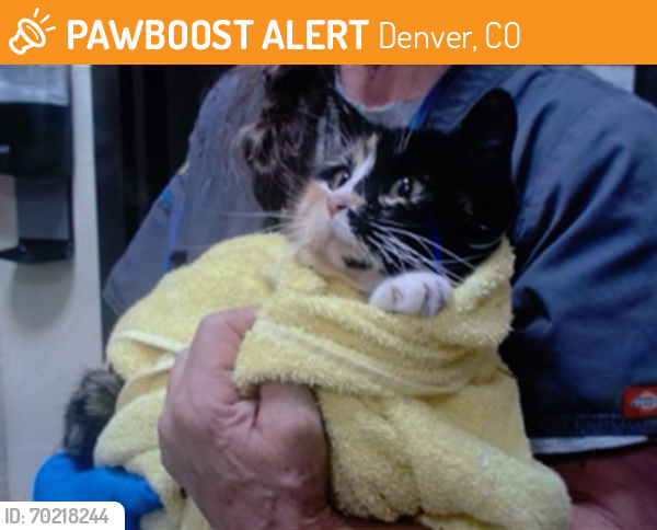 Shelter Stray Female Cat last seen Near BLOCK N SABLE ST, DENVER CO 80239, Denver, CO 80223