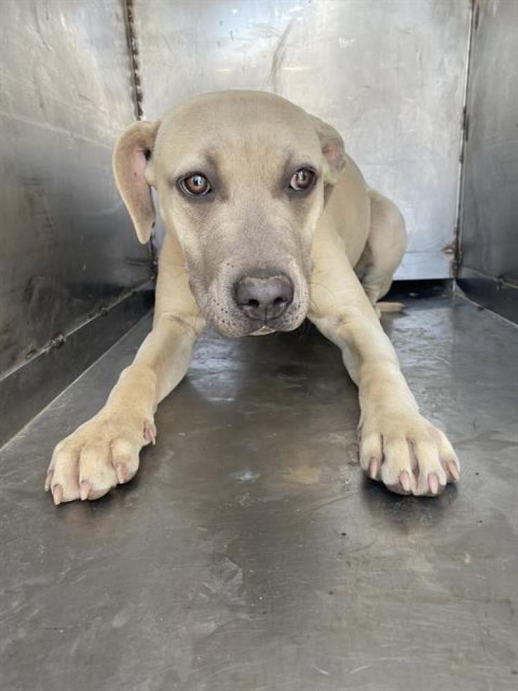 Shelter Stray Female Dog last seen Near BLOCK MEADOWS ST, BAKERSFIELD CA 93306, Bakersfield, CA 93308