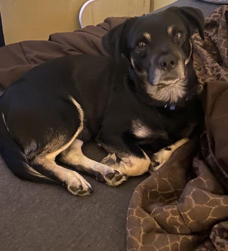 Lost Male Dog last seen Horford road, Baltimore, MD 21214