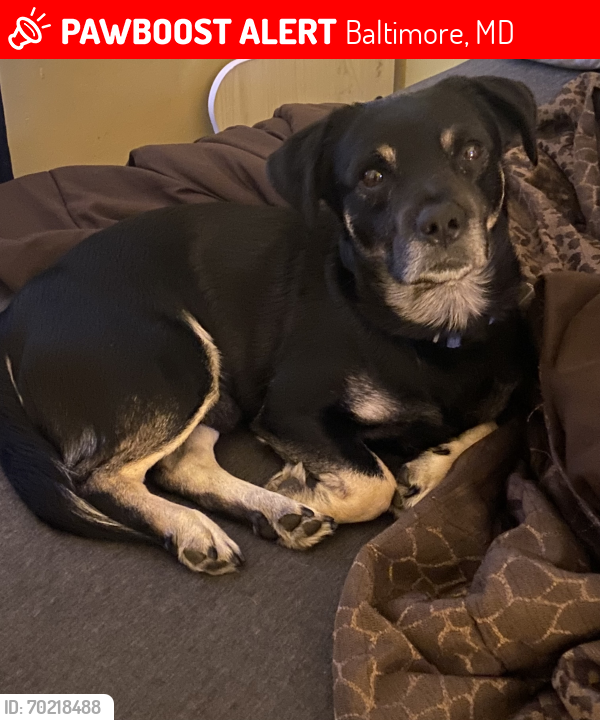Lost Male Dog last seen Horford road, Baltimore, MD 21214