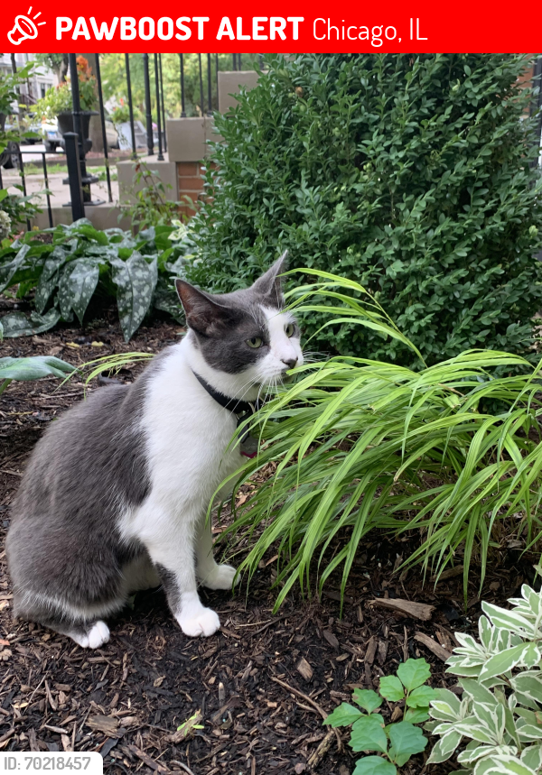 Lost Female Cat last seen Roscoe and seeley avenue, Chicago, IL 60618