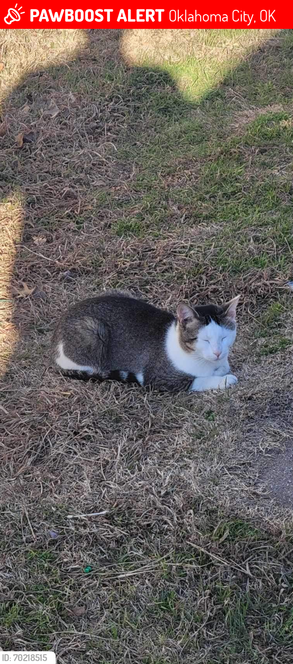 Lost Male Cat last seen Mckinley, Oklahoma City, OK 73118