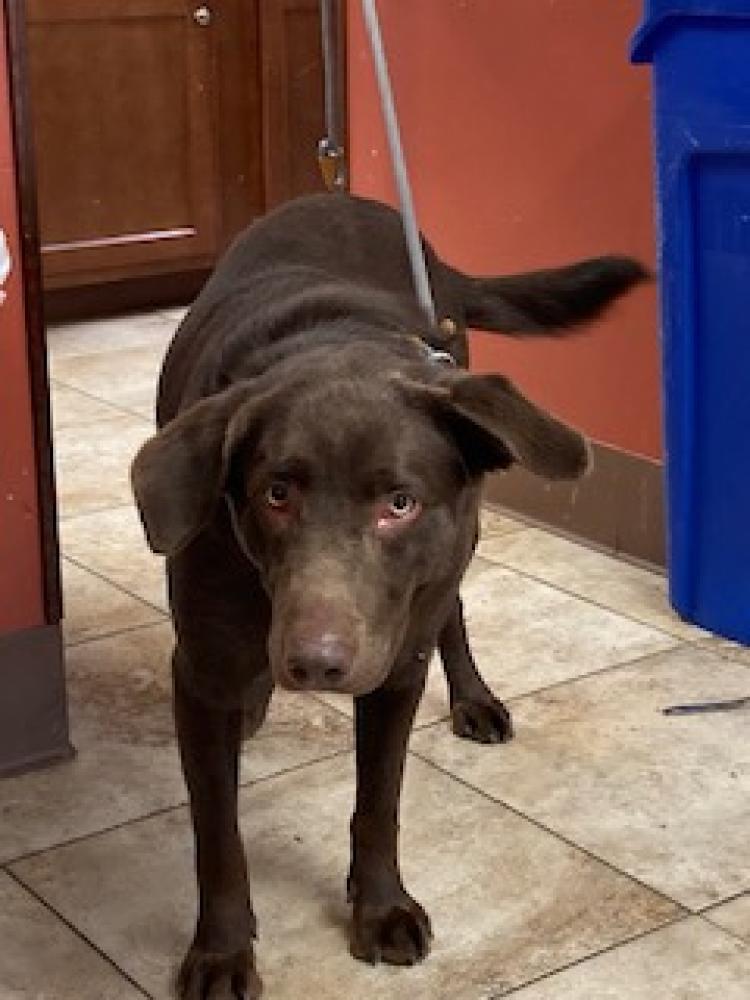 Shelter Stray Male Dog last seen Cincinnati, OH 45215, Cincinnati, OH 45223