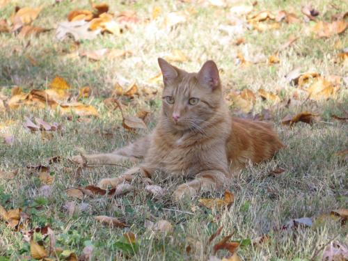 Lost Male Cat last seen Near Rocky Branch Road, Walland, TN 37886
