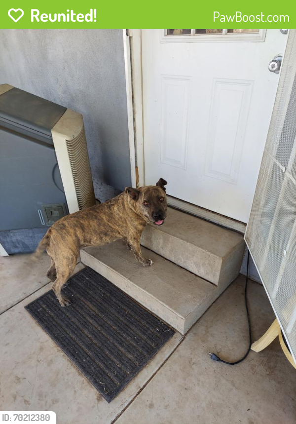 Reunited Female Dog last seen 10th st and Dunlap, Phoenix, AZ 85020