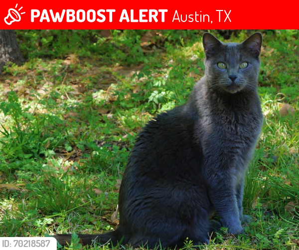 Lost Male Cat last seen Scotland Yard and Parliament , Austin, TX 78759