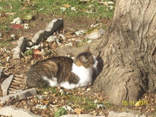 Lost Male Cat last seen  Plymouth st, , West Lafayette Rd. , Ryan Rd., Medina, OH 44256