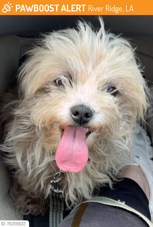 Found/Stray Female Dog last seen Sauve Rd, River Ridge, LA 70123