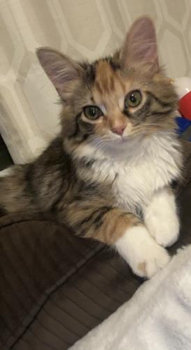 Lost Female Cat last seen 81st street and 86th Ave Justice IL, Justice, IL 60458