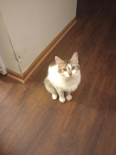 Lost Female Cat last seen Hubbell and QuikTrip , Des Moines, IA 50317