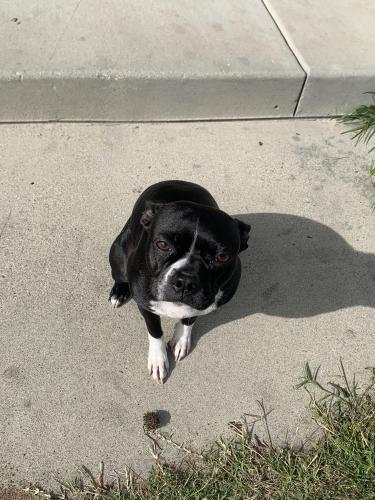 Lost Female Dog last seen Oak Park , San Diego, CA 92105