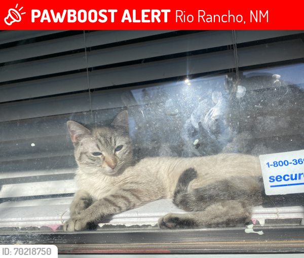 Lost Female Cat last seen Northern, Rio Rancho, Rio Rancho, NM 87124