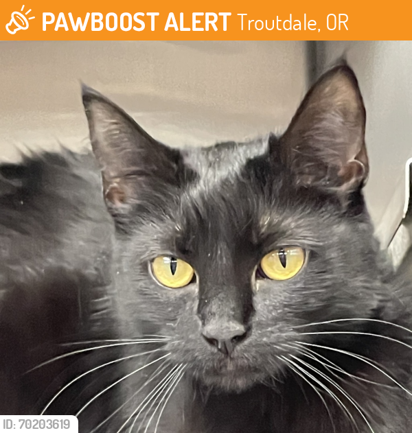 Shelter Stray Female Cat last seen N Salem Avenue, OR, Troutdale, OR 97060