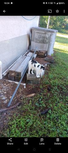 Lost Male Cat last seen Sentinela Blvd and Moore ave , Lehigh Acres, FL 33936