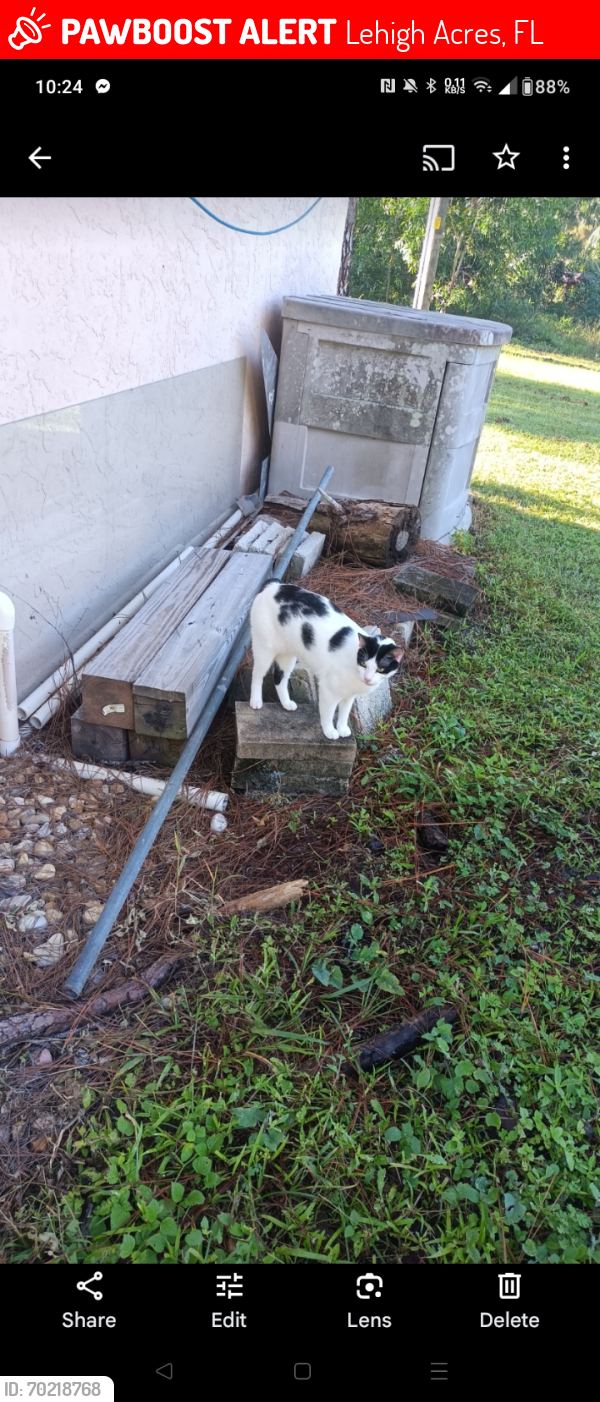 Lost Male Cat last seen Sentinela Blvd and Moore ave , Lehigh Acres, FL 33936