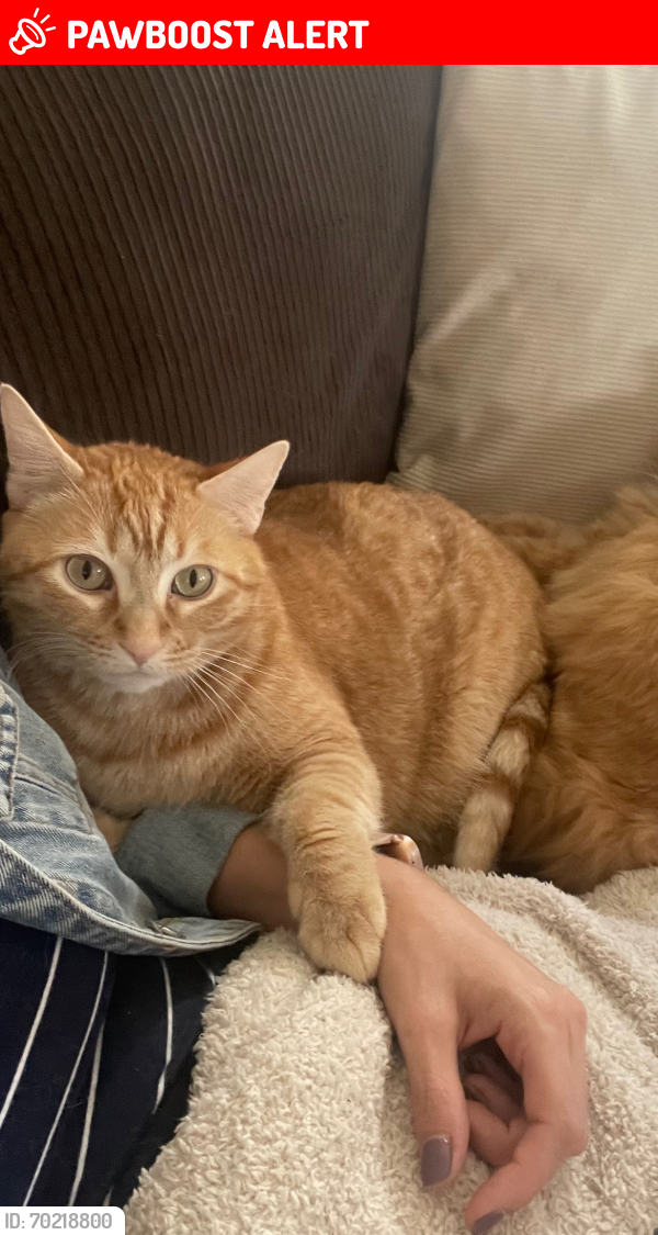 Lost Male Cat last seen Glenpark and McKelvey, Maryland Heights, MO 63074