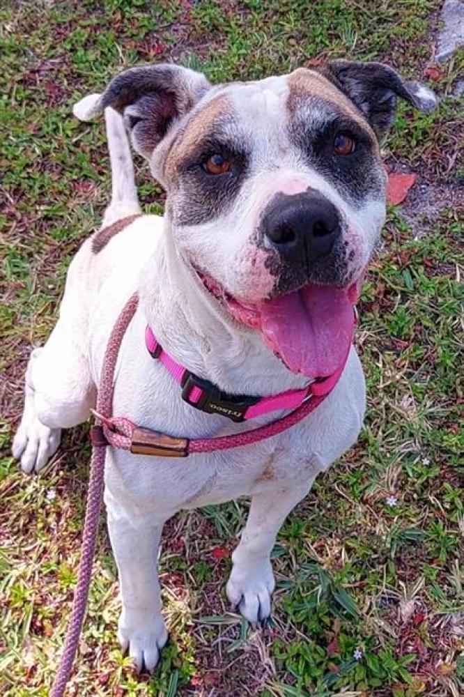 Shelter Stray Female Dog last seen Near BLOCK NW 17 AV, FORT LAUDERDALE, FLORIDA, Davie, FL 33312