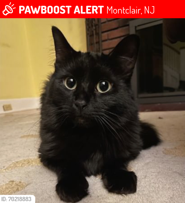 Lost Male Cat last seen Ridgewood avenue, Montclair, NJ 07042