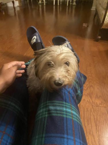 Lost Female Dog last seen Rock quarry and Lyndhurst , Raleigh, NC 27610