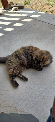 Lost Female Cat last seen NW 8th Street, el Ave, Oklahoma City, OK 73106