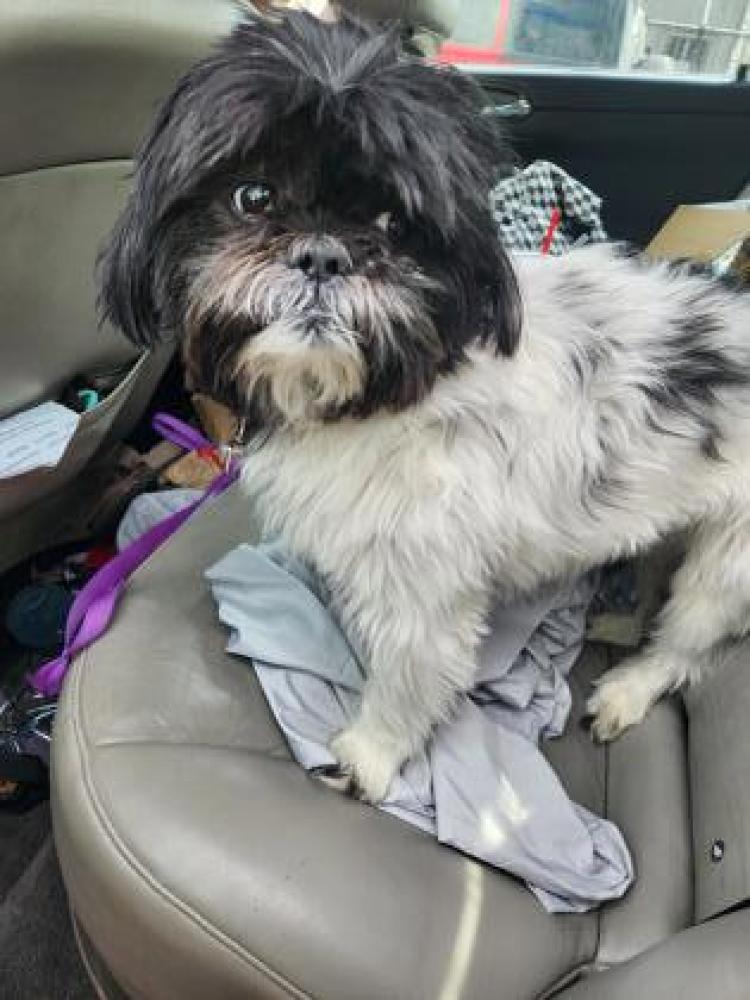 Shelter Stray Male Dog last seen Northbrook, OH 45231, Cincinnati, OH 45223