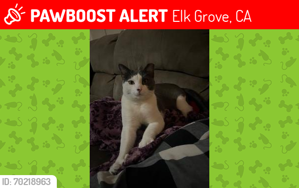 Lost Male Cat last seen Pinto Ranch Court 95624, Elk Grove, CA 95624
