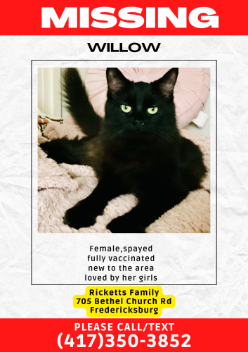 Lost Female Cat last seen Passapatanzy and 215, Fredericksburg, VA 22405