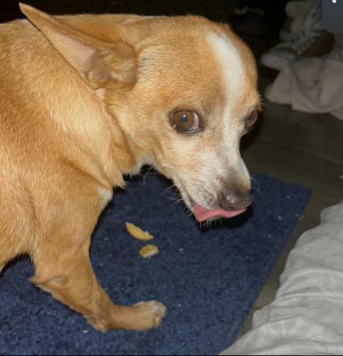 Lost Male Dog last seen W Harmont Dr, Glendale, AZ 85302