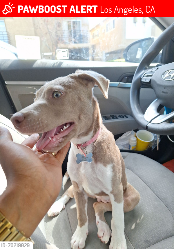 Lost Female Dog last seen Fountain and Martel, Los Angeles, CA 90046