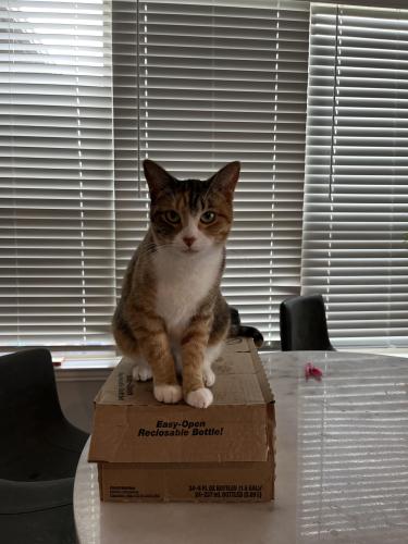 Lost Female Cat last seen between miller and rowlett and miller and centerville around dara dr, Rowlett, TX 75088