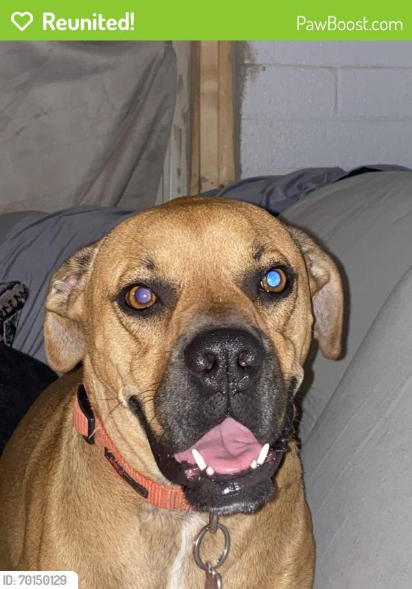 Reunited Male Dog last seen Ajo n 12th, Tucson, AZ 85714
