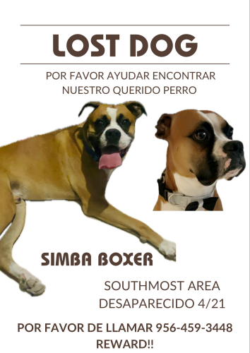 Lost Male Dog last seen Southmost Brownsville, TX, Brownsville, TX 78521