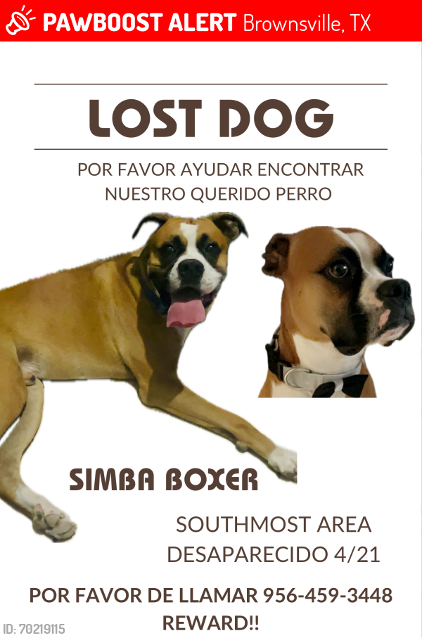 Lost Male Dog last seen Southmost Brownsville, TX, Brownsville, TX 78521