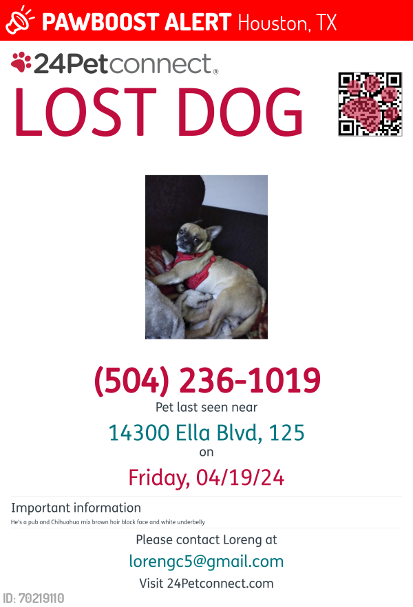 Lost Male Dog last seen Excelsior on the park apmts , Houston, TX 77014