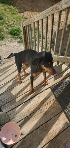 Lost Female Dog last seen Near Mt Zion Rd Springfield TN, Springfield, TN 37172