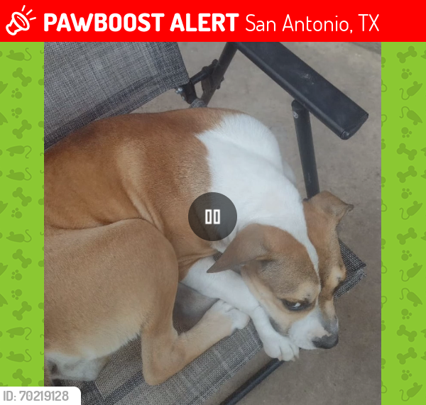 Lost Female Dog last seen Northampton neighborhood , San Antonio, TX 78109