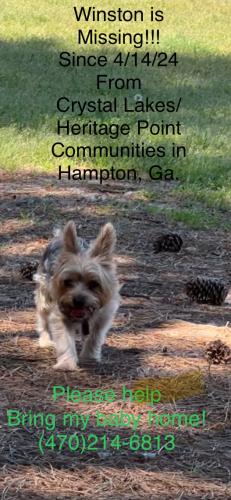Lost Male Dog last seen Dutchtown Rd. and Amsterdam Way Crystal Lakes and Heritage Pointe Community, Hampton, GA 30228